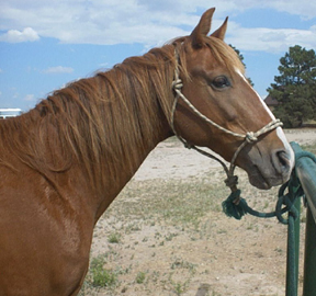 Tennessee Walker mare