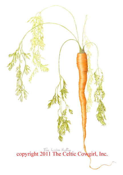 Carrot colored pencil drawing