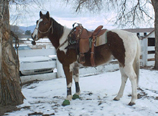 Riding Instruction Parker, CO