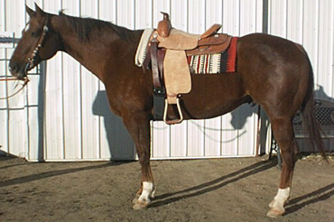 American Quarter Horse Parker, CO