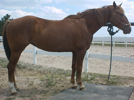 Tennessee Walker mare