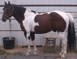 Rocky, school horse