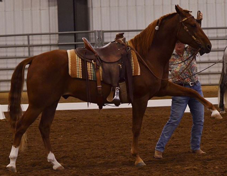 Riding Instruction Parker, CO